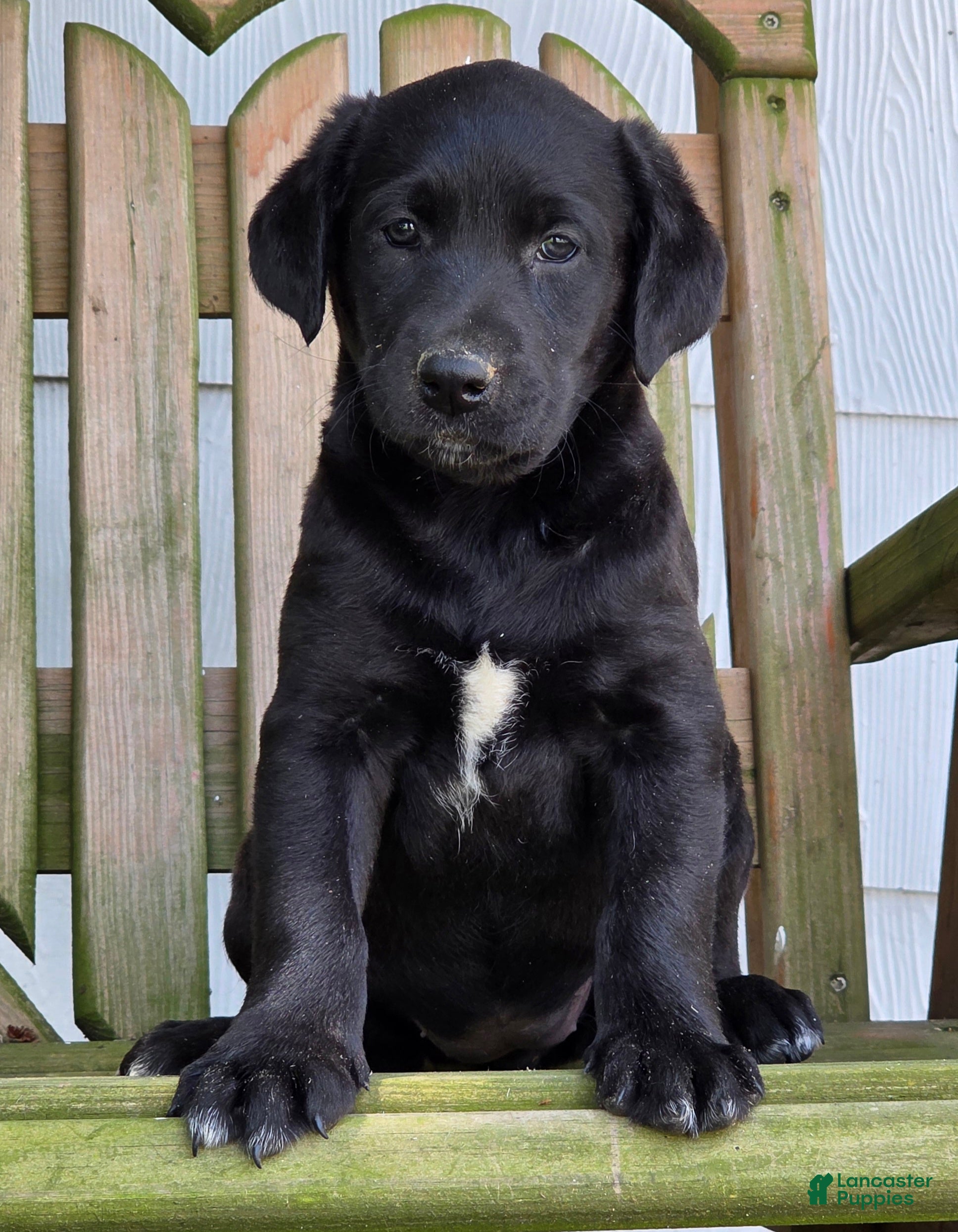 Labradoodle dogs Raven - Ad 2