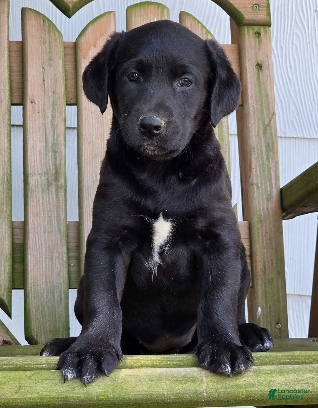 Labradoodle dogs for sale: Raven - Ad 2