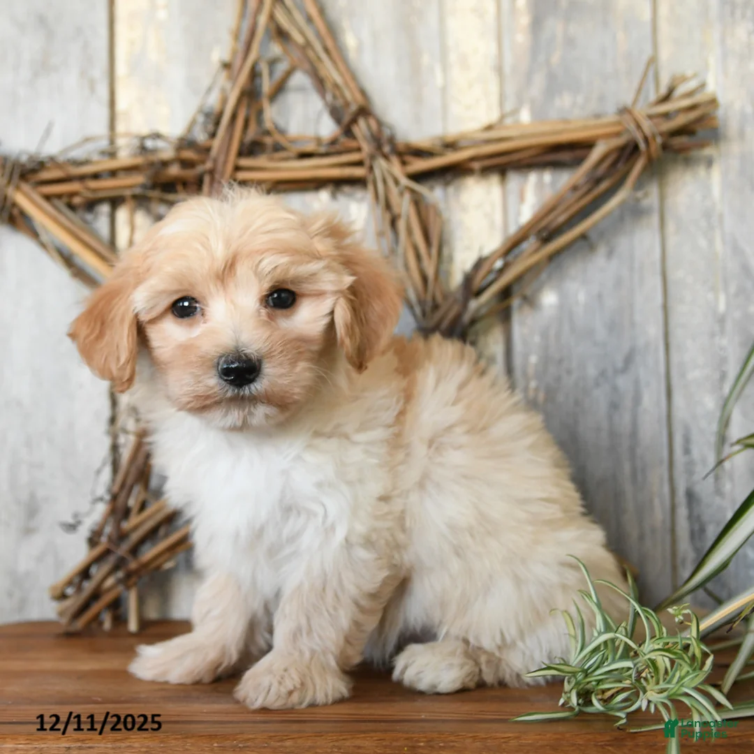 Maltipoo dogs for sale: Joy - Ad 2
