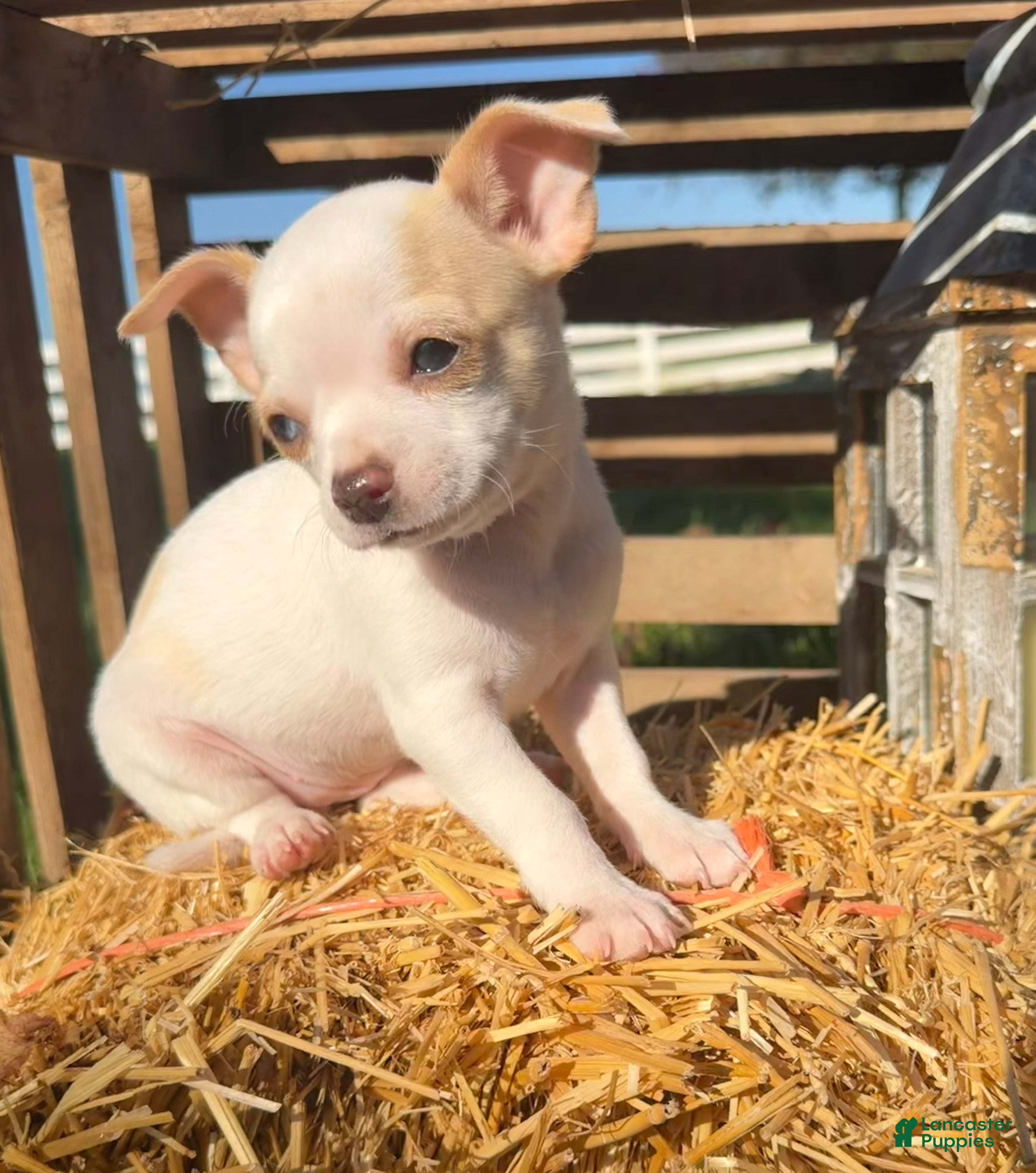 Chihuahua dogs for sale: Autumn - Ad 2