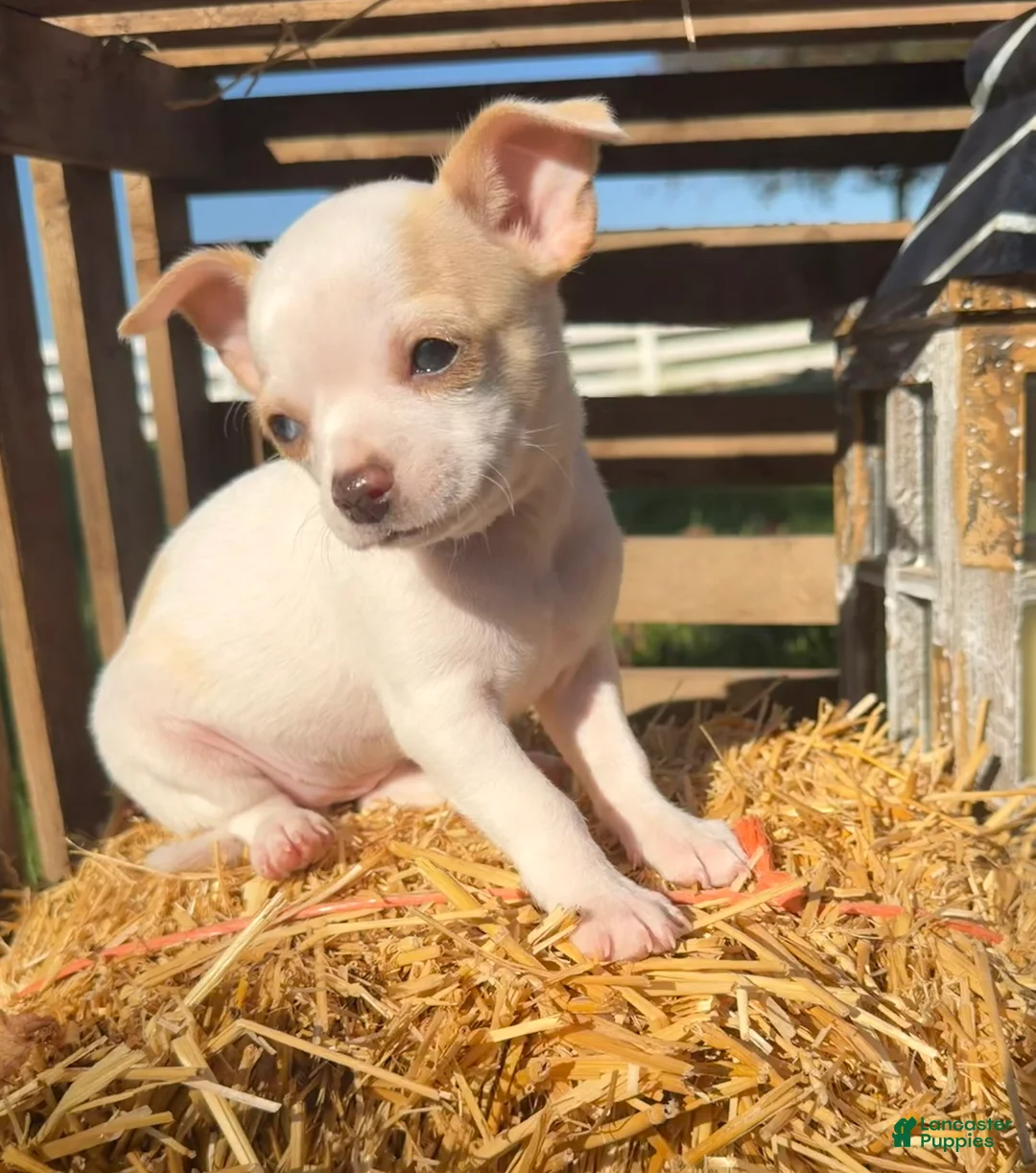 Chihuahua dogs for sale: Autumn - Ad 2