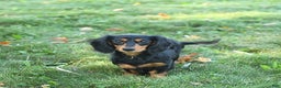 Miniature Dachshund dogs for sale: Starla - Ad 6
