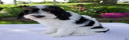 Cavapoo dogs for sale: Diesel - Ad 2