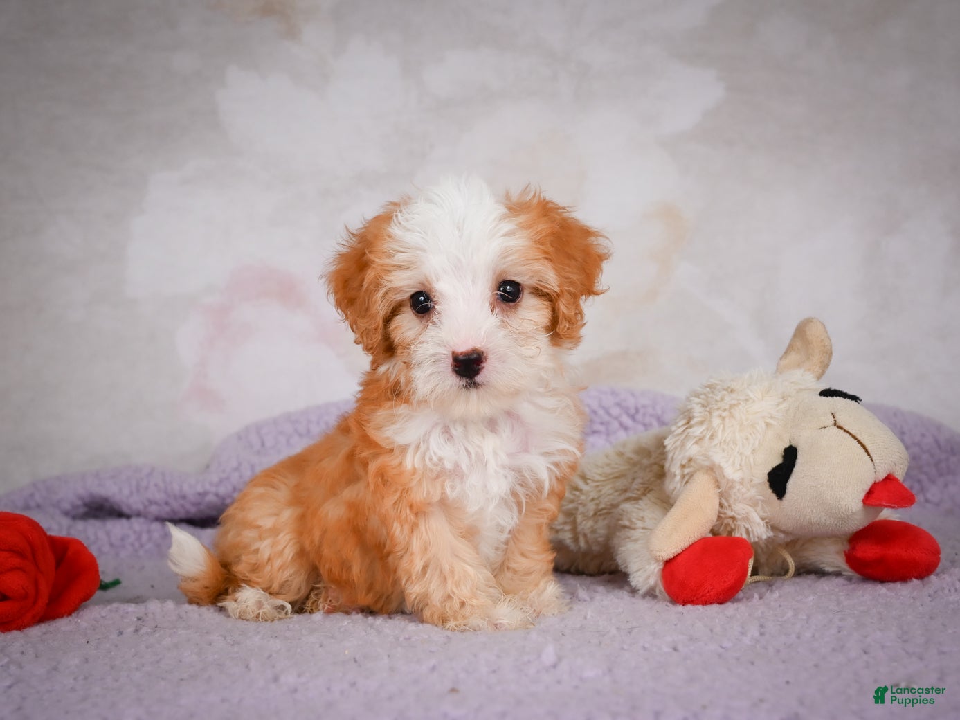 Mini Bernedoodle dogs Marcy - Ad 1