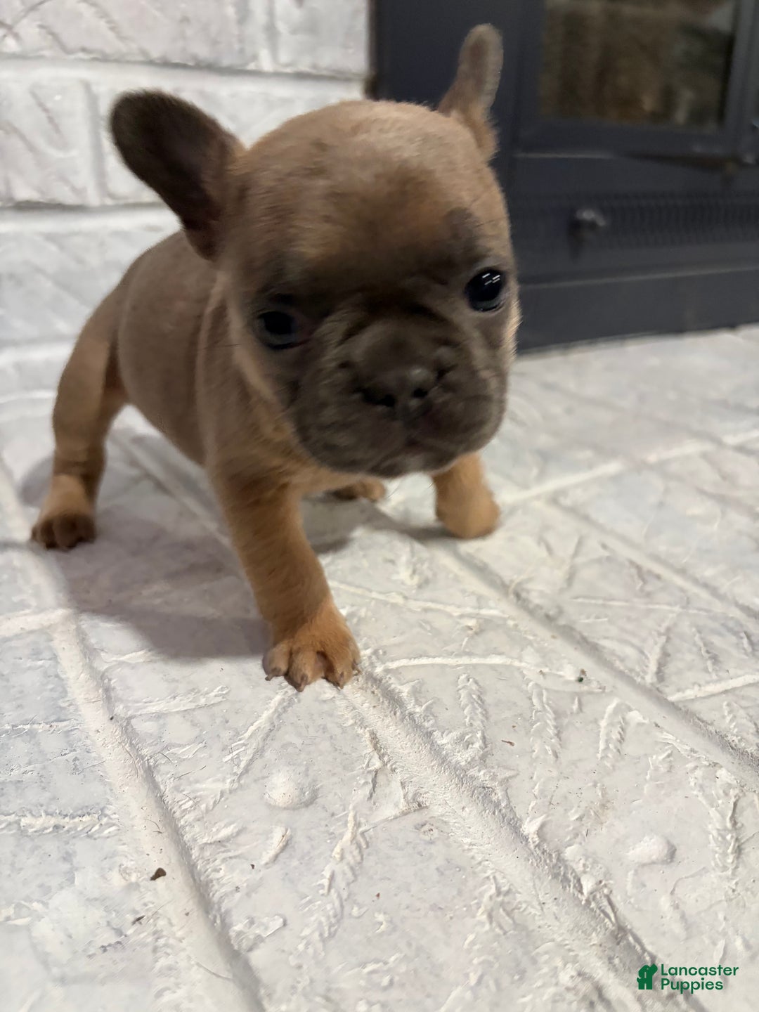 French Bulldog dogs for sale: Reese - Ad 2