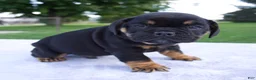 Beabull dogs for sale: Hugo - Ad 3