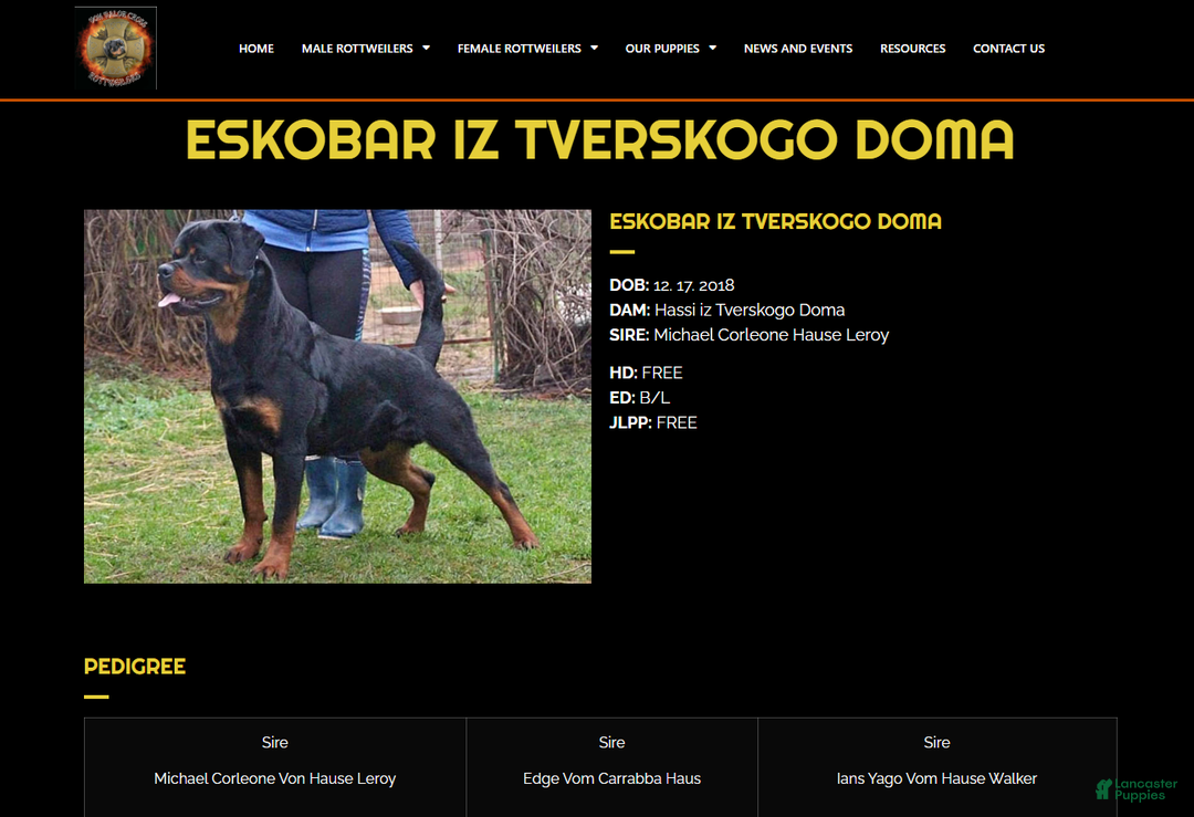 Rottweiler dogs for sale: Becky  - Ad 10