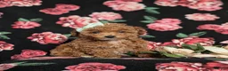 Toy Poodle dogs for sale: Brooklyn  - Ad 3