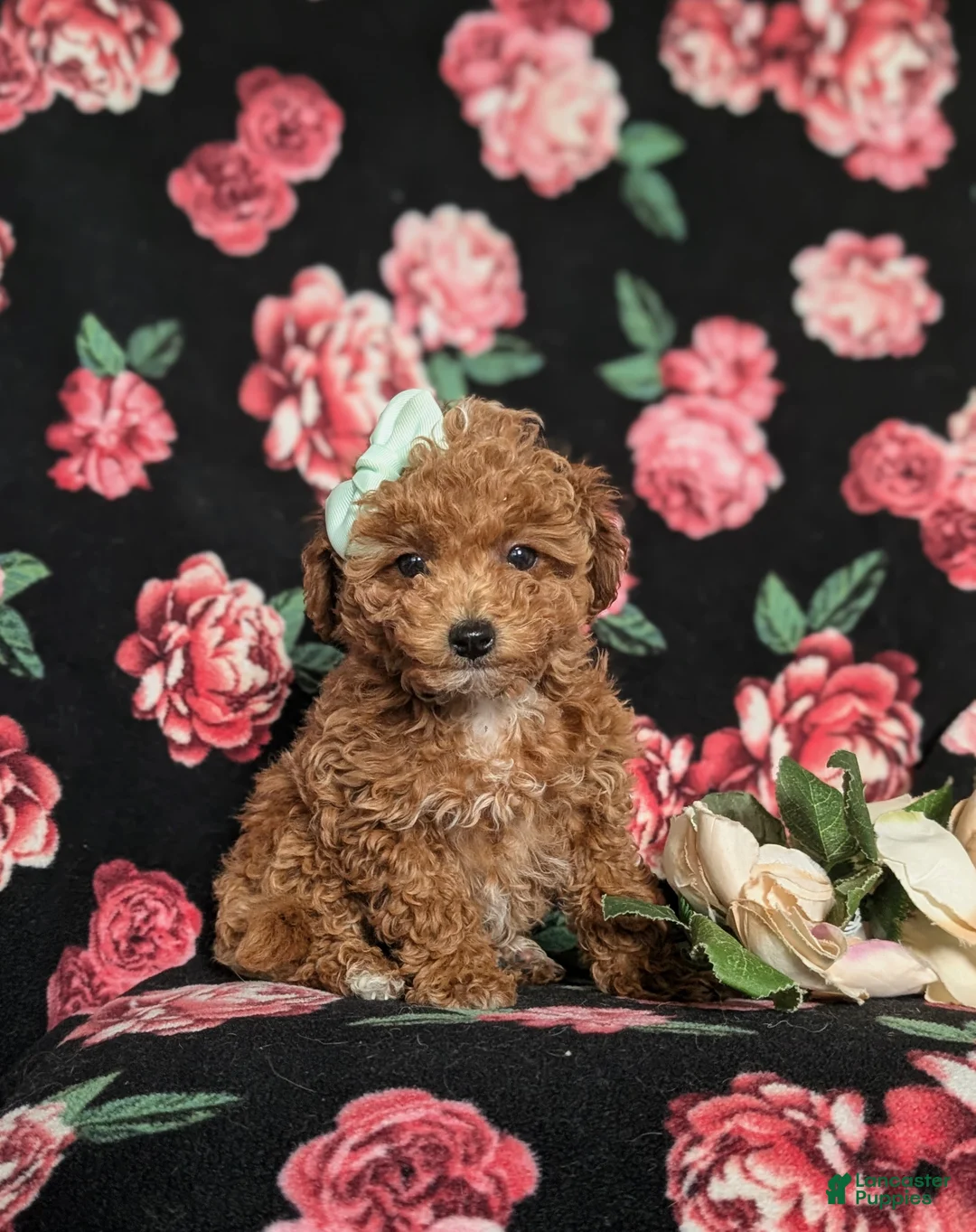 Toy Poodle dogs for sale: Brooklyn  - Ad 3