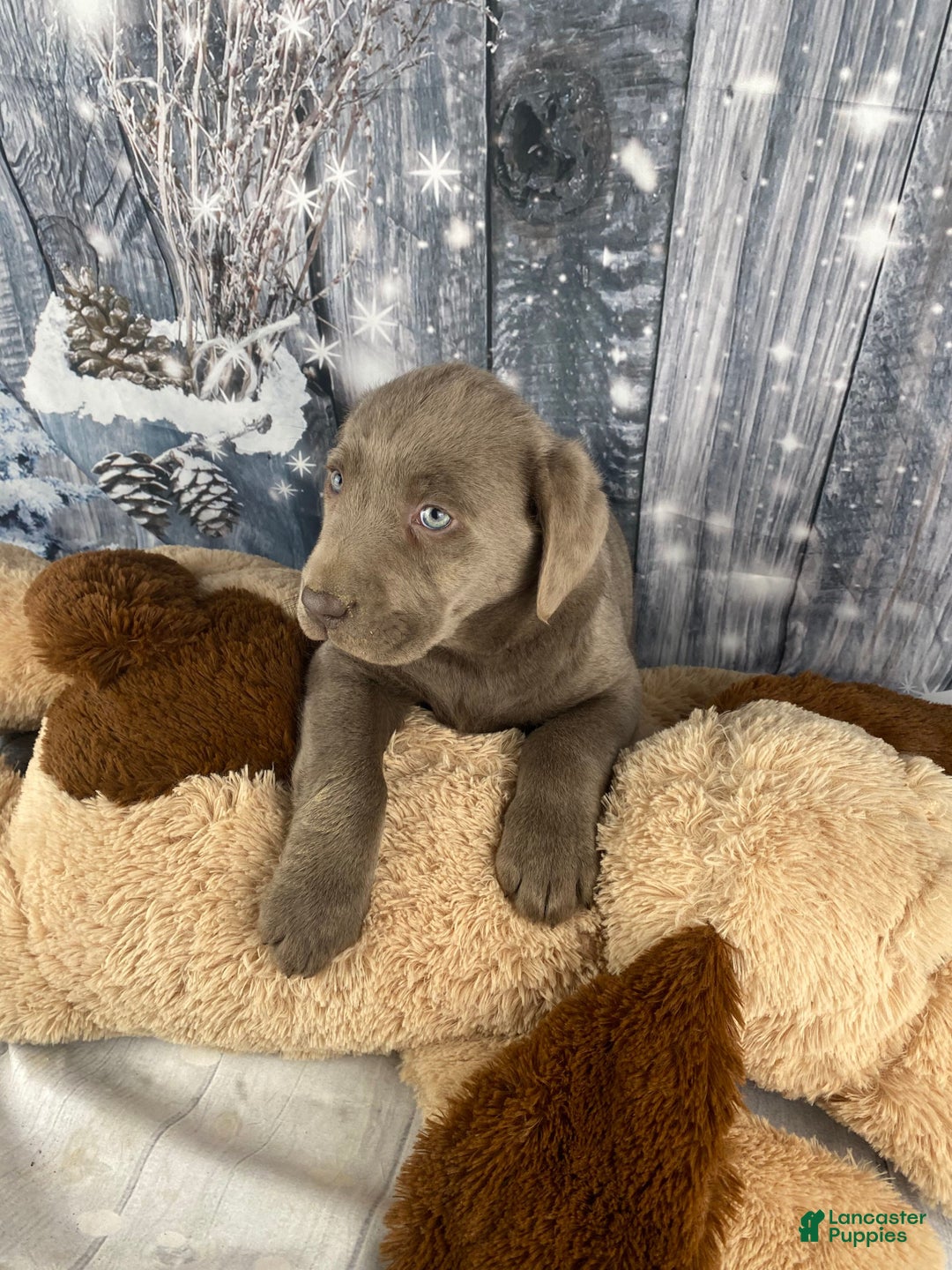 Labrador Retriever dogs for sale: Abby - Ad 11