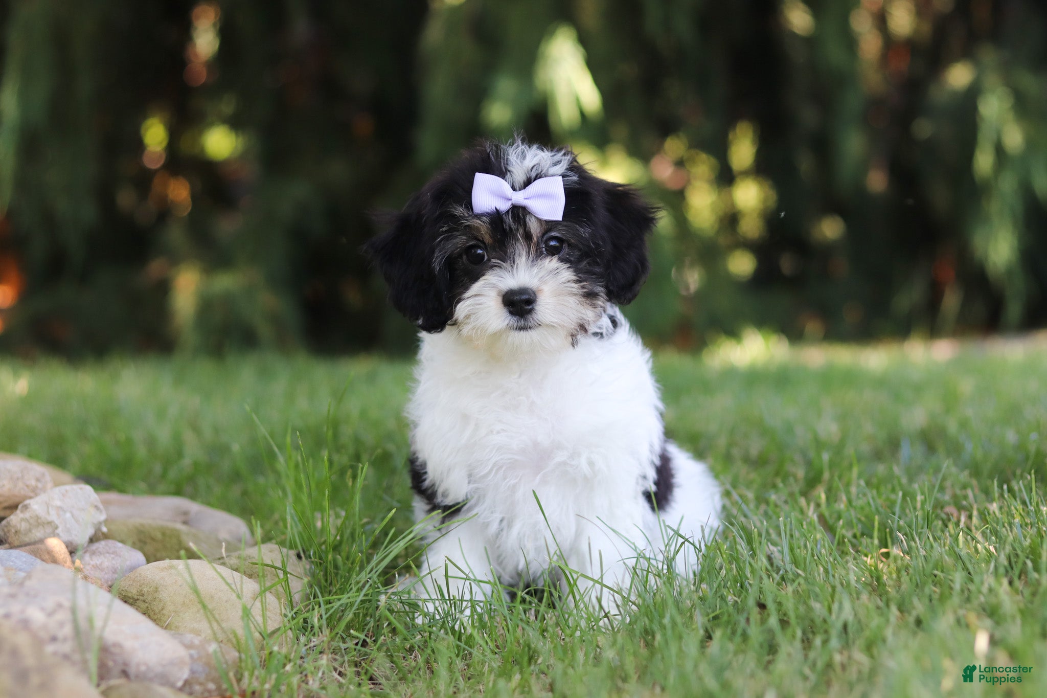 Cavachon dogs Lana - Ad 2