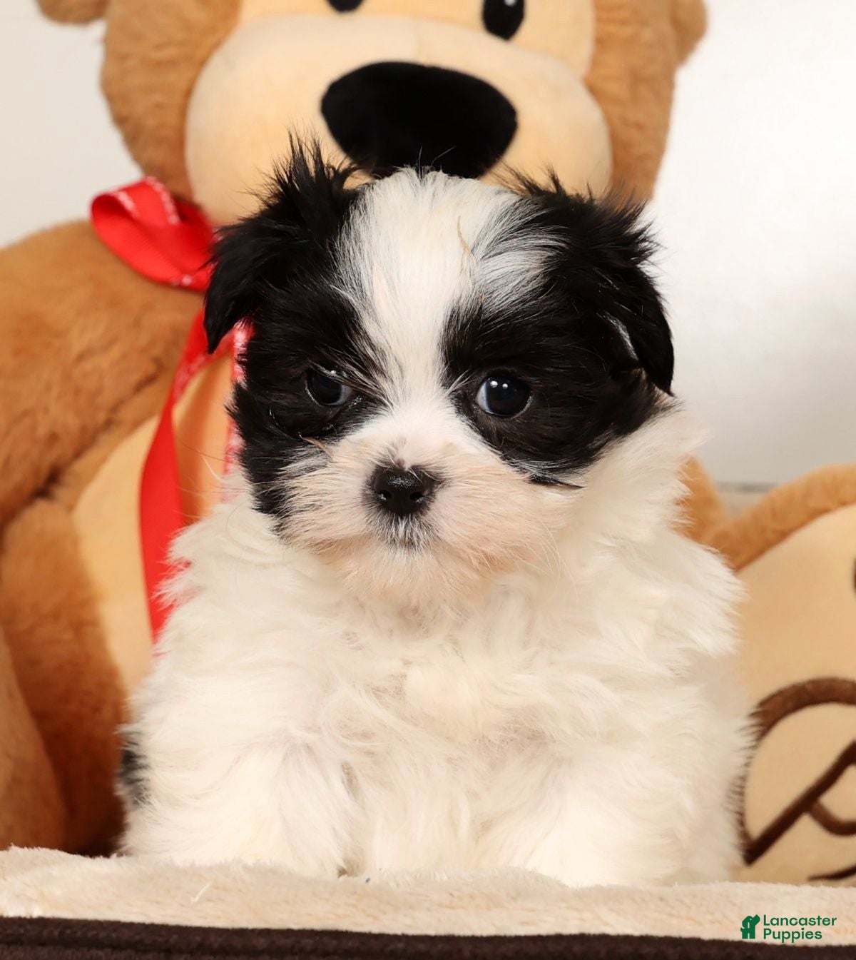 Malshi dogs Itzy - Ad 5