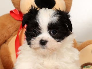 Malshi dogs Itzy - Ad 22