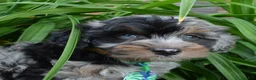 Mini Aussiedoodle dogs for sale: Mini Acher - Ad 18