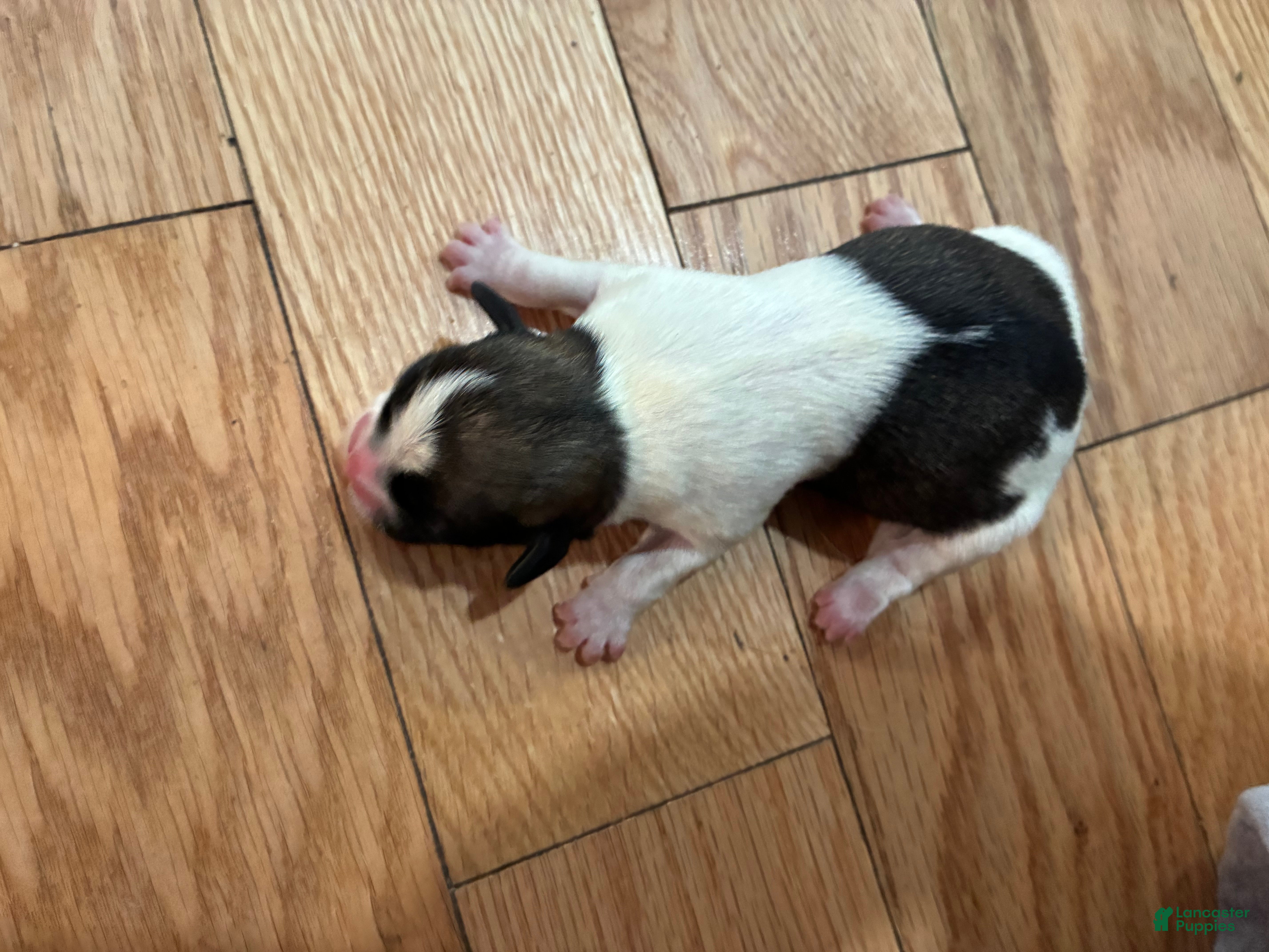 Mixed Breed dogs for sale: Shih Tzu 4 - Ad 19