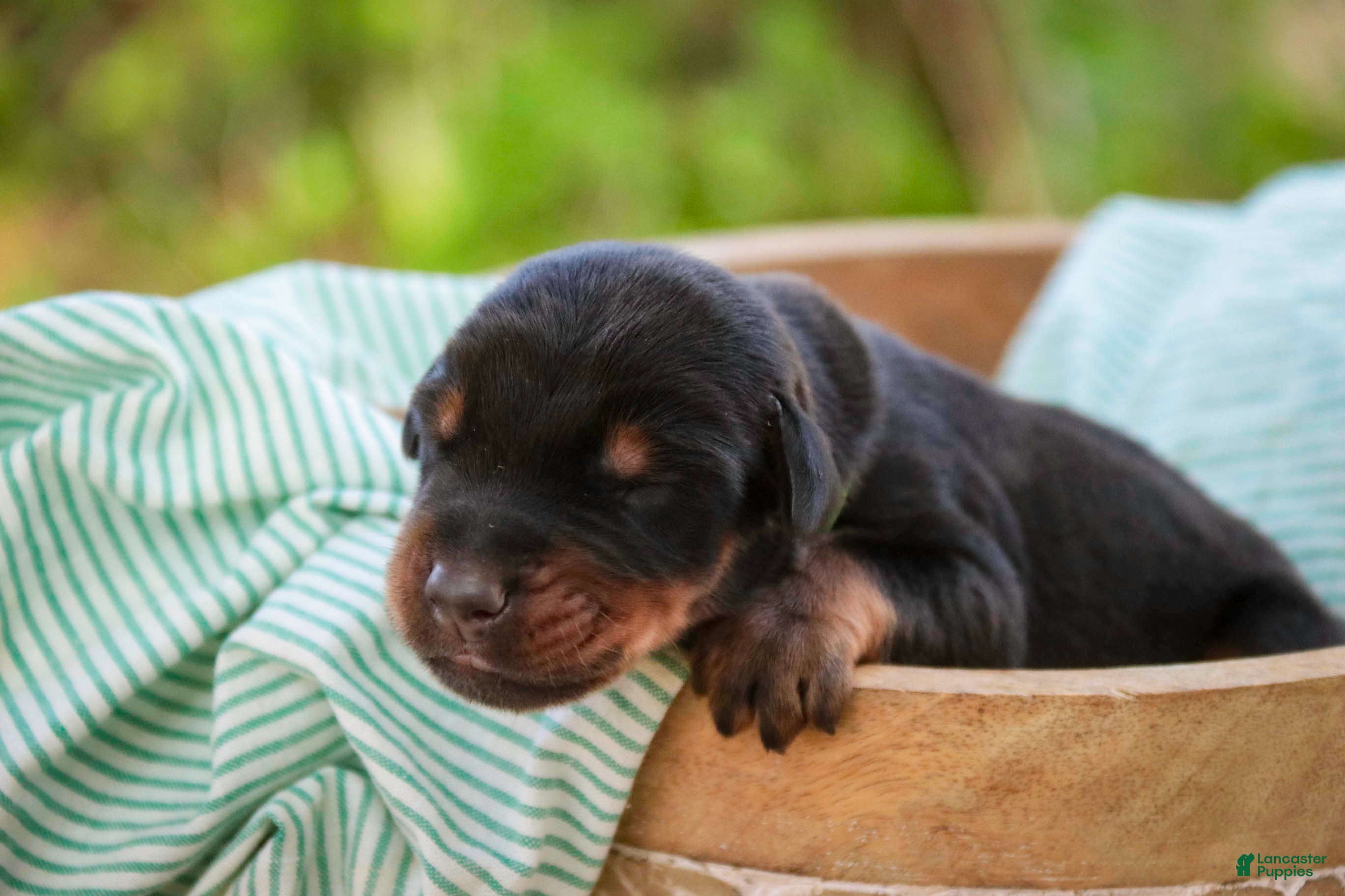 Doberman Pinscher dogs Griffin - Ad 2