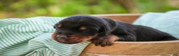 Doberman Pinscher dogs for sale: Griffin - Ad 2