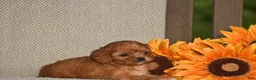 Cavapoo dogs for sale: Alice - Ad 3