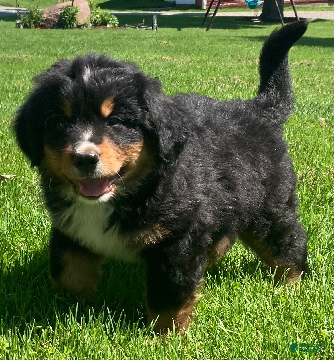Bernese Mountain Dog dogs Prince - Ad 2