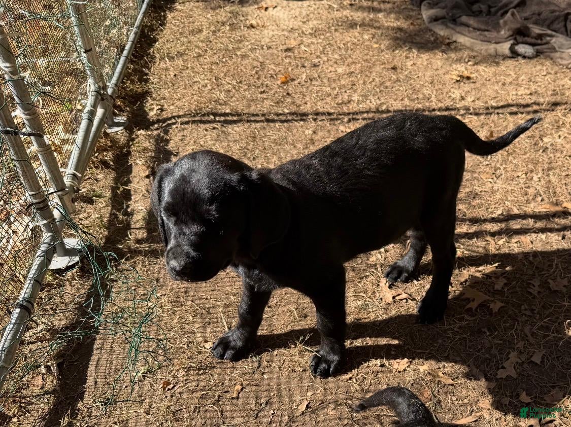 Labrador Retriever dogs for sale: Labrador Retriever 2 - Ad 5