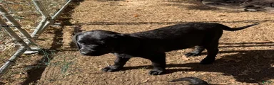 Labrador Retriever 2