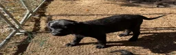 Labrador Retriever dogs for sale: Labrador Retriever 2 - Ad 1