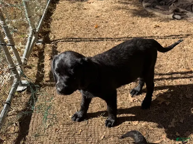 Labrador Retriever dogs for sale: Labrador Retriever 2 - Ad 5