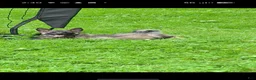 Norwegian Elkhound dogs for sale: Bubba - Ad 2