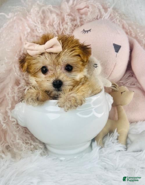 Yochon dogs Yochon Puppy 1 - Ad 19