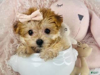 Yochon dogs Yochon Puppy 1 - Ad 2