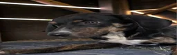 Catahoula Leopard Dog dogs for sale: Tracy II 2026 Female 1 - Ad 3