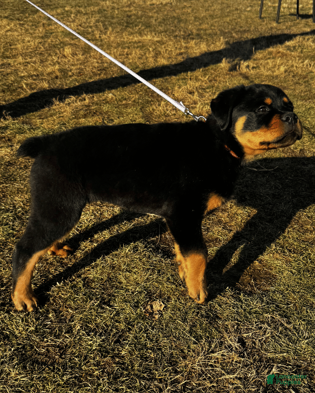 Rottweiler dogs Rottweiler Puppy- Purple - Ad 2