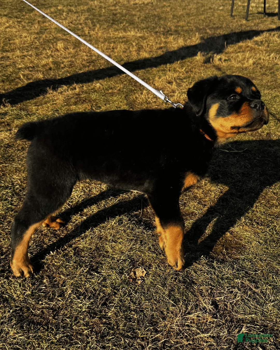 Rottweiler dogs for sale: Anya - Ad 2