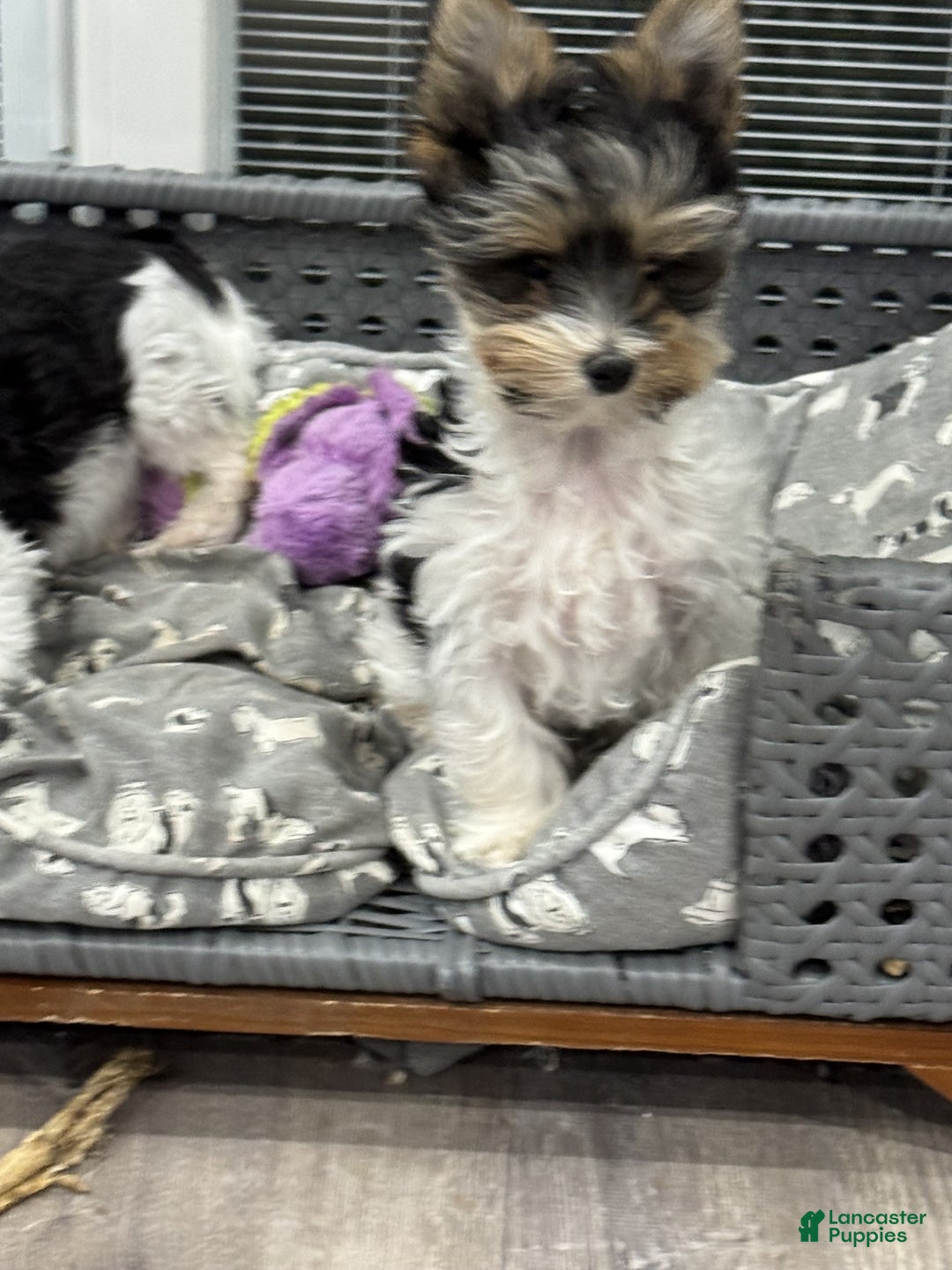 Yorkshire Terrier dogs for sale: Poppy - Ad 3