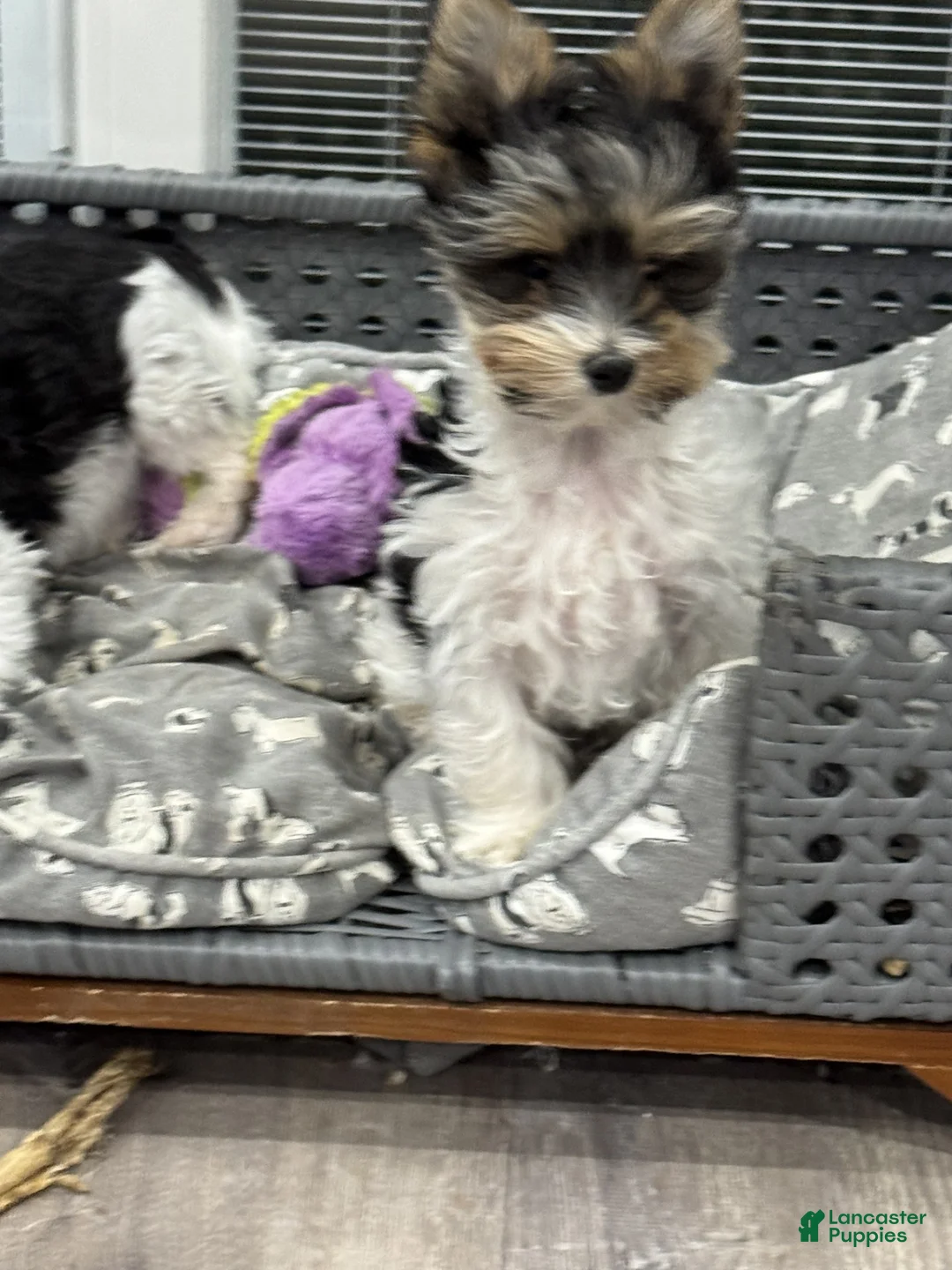 Yorkshire Terrier dogs for sale: Poppy - Ad 5