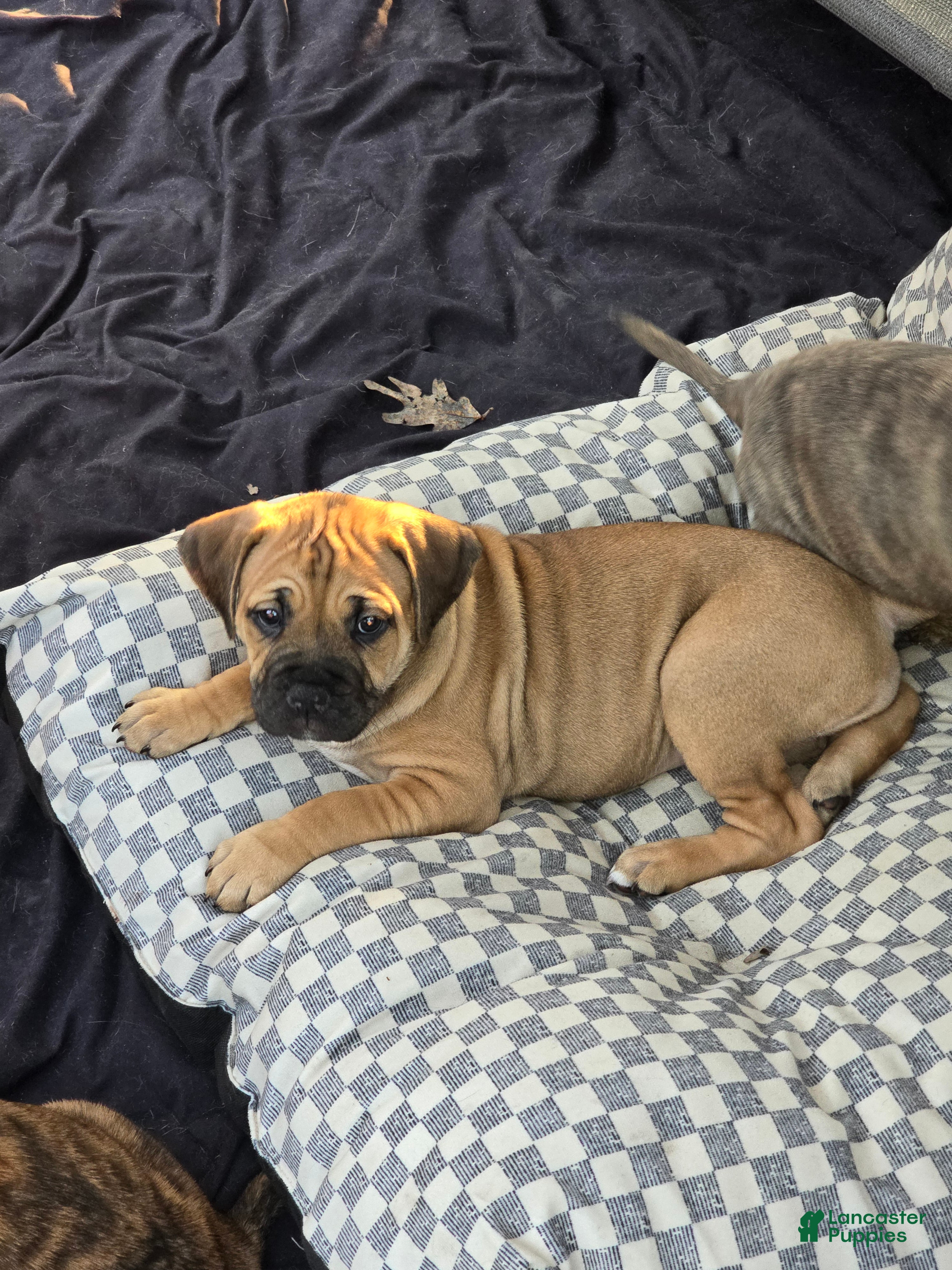 Mixed Breed dogs Mixed Breed 3 - Ad 1
