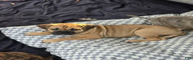 Mixed Breed 3