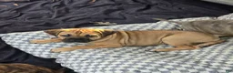 Mixed Breed dogs for sale: Mixed Breed 3 - Ad 1