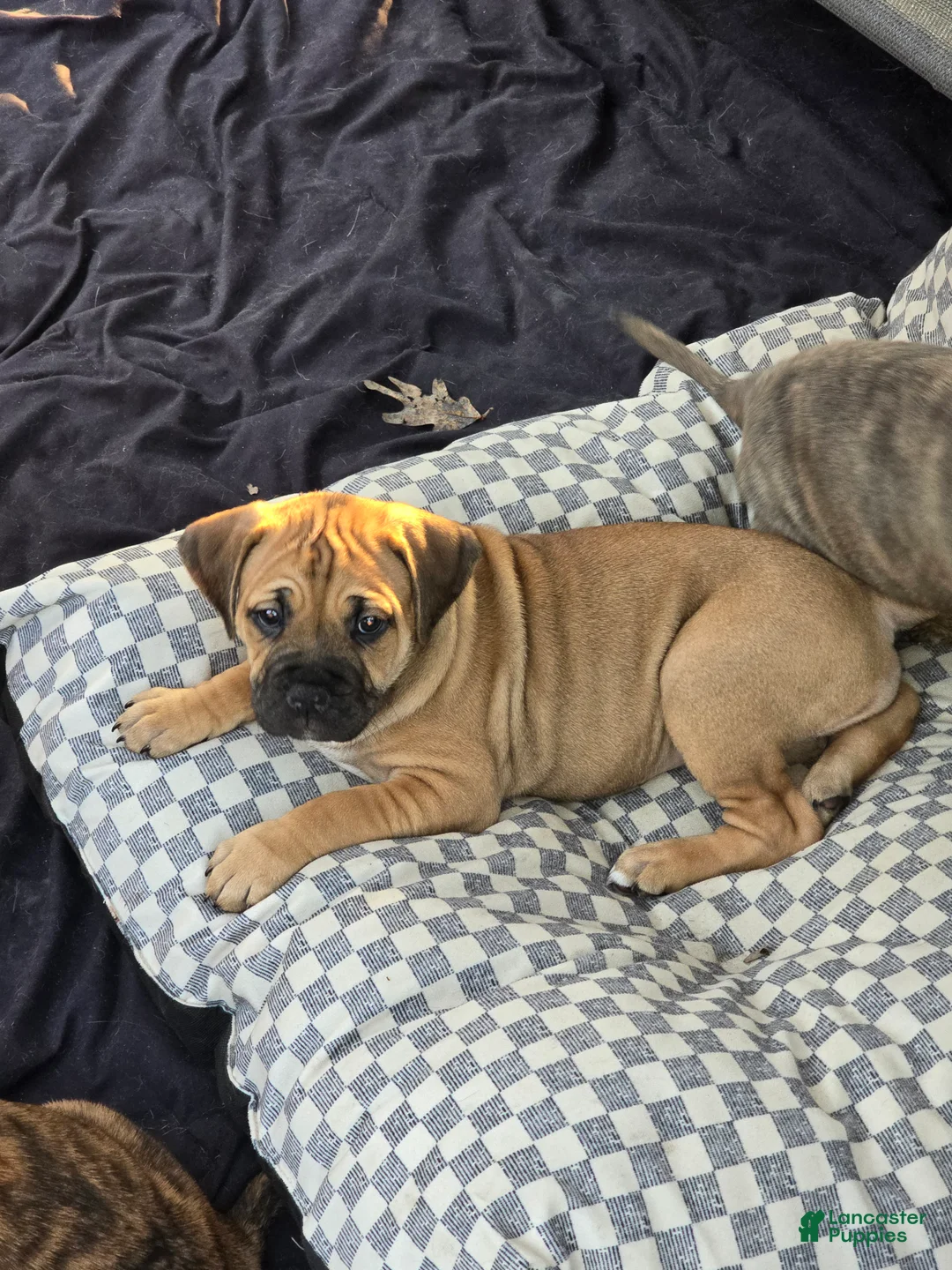Mixed Breed dogs for sale: Mixed Breed 3 - Ad 1