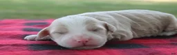 Mini Goldendoodle dogs for sale: Vinnie - Ad 2
