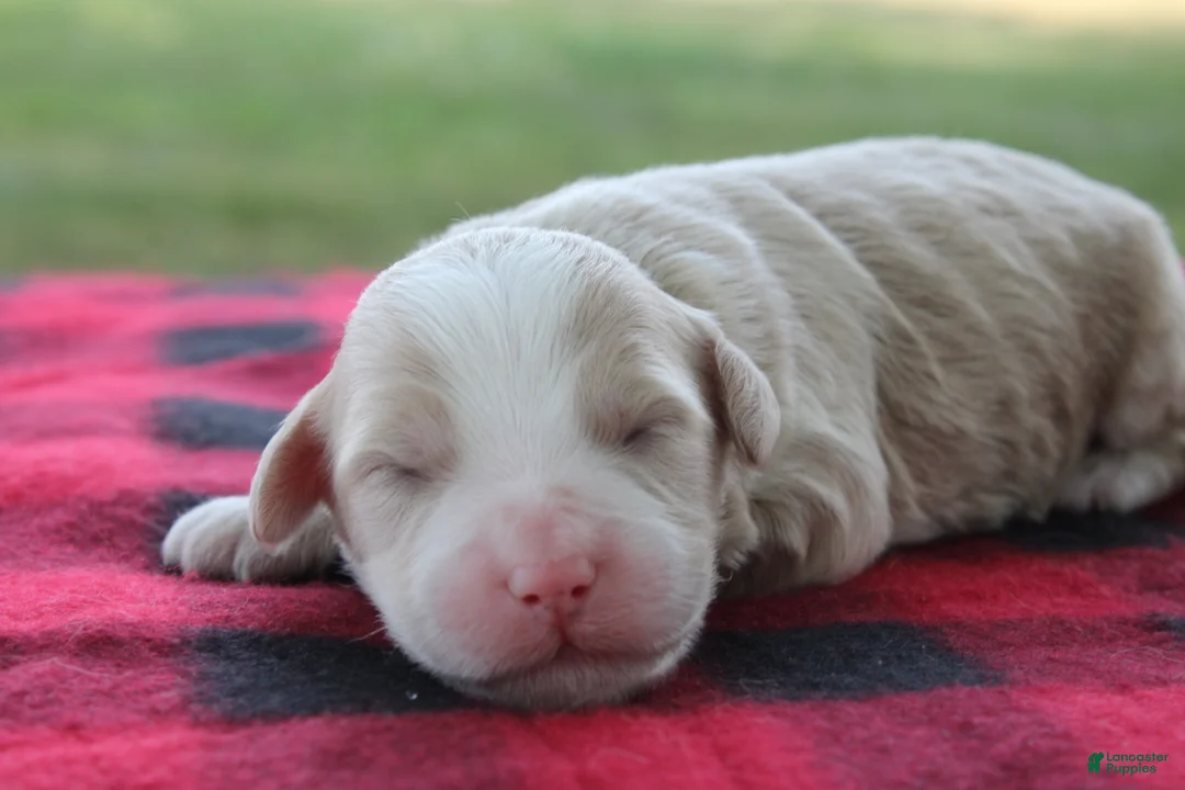 Mini Goldendoodle dogs for sale: Vinnie - Ad 2