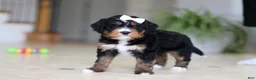 Mini Bernedoodle dogs for sale: Mia - Ad 12