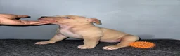 American Bully dogs for sale: Butterscotch - Ad 2
