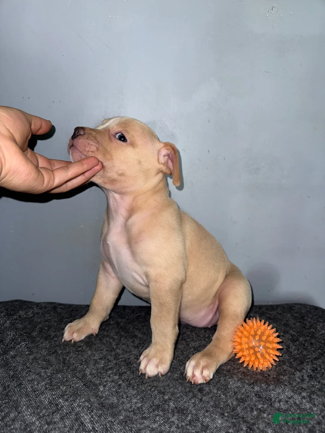 American Bully dogs for sale: Butterscotch - Ad 2
