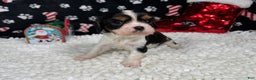 Cavalier King Charles Spaniel dogs for sale: Cavalier King Charles Spaniel Puppy 1 - Ad 3