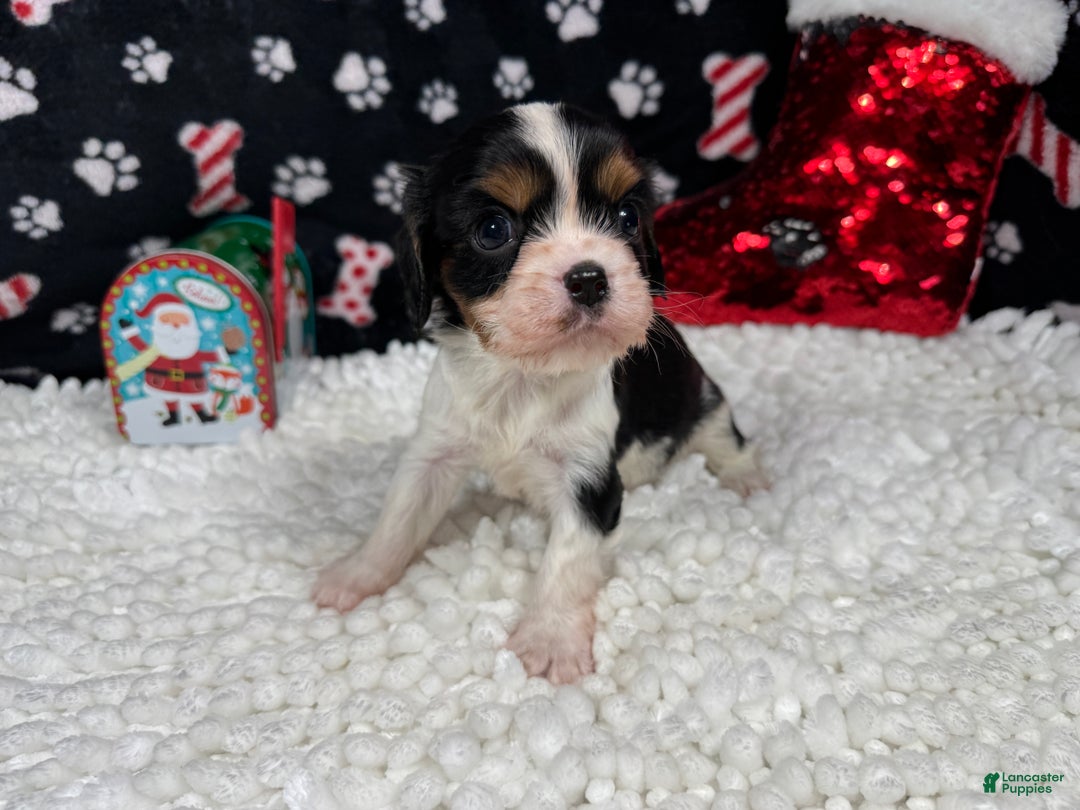 Cavalier King Charles Spaniel dogs for sale: Cavalier King Charles Spaniel Puppy 1 - Ad 3