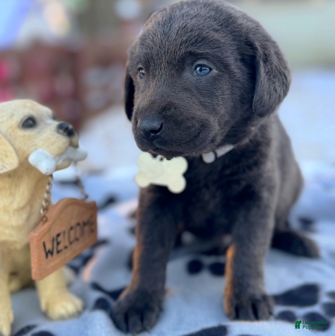 Labrador Retriever dogs for sale: Labrador Retriever Puppy 1 - Ad 6