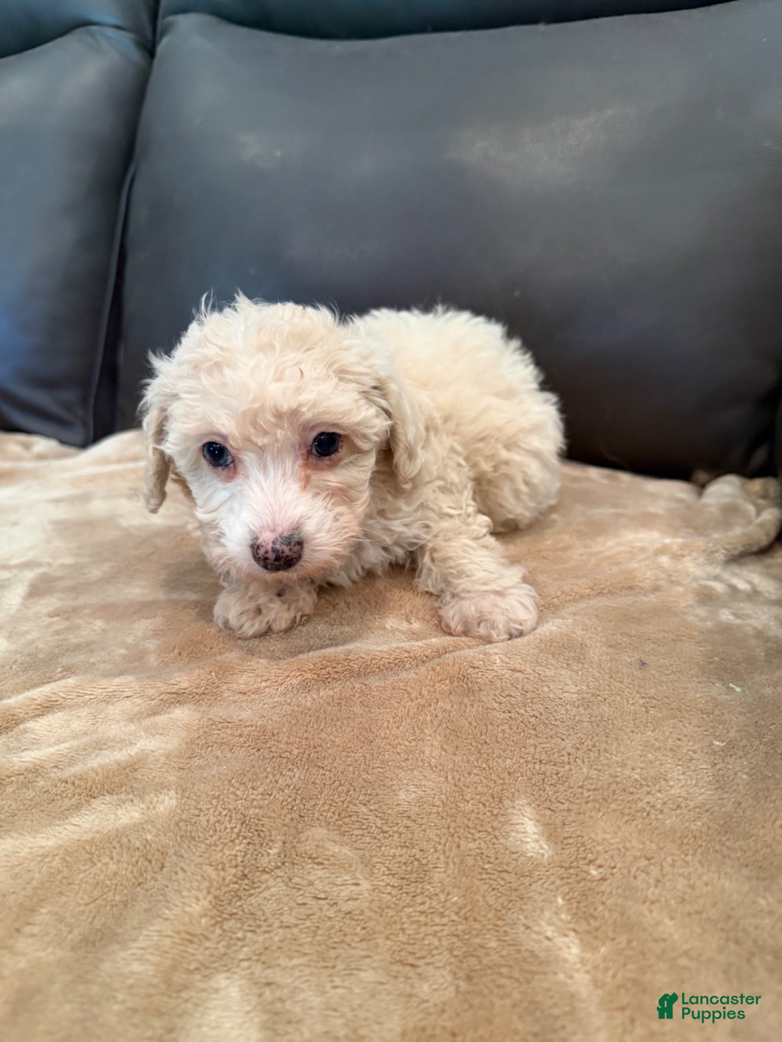 Miniature Poodle dogs Leeza - Ad 1