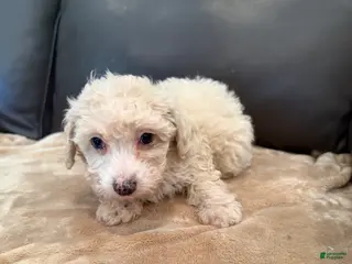 Miniature Poodle dogs for sale: Leeza - Ad 1