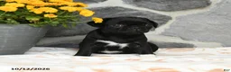 Pug dogs for sale: Pickles - Ad 5
